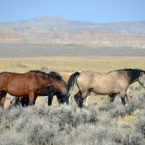 Mustangs on BLM land