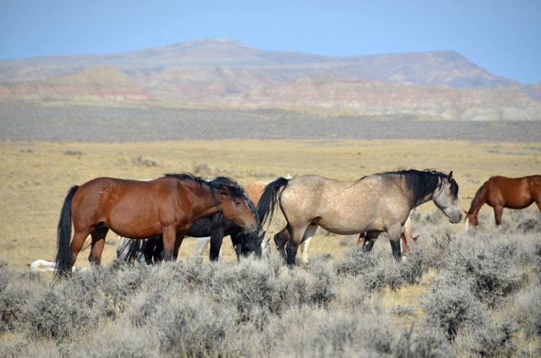 Mustangs on BLM land