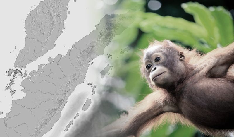 baby-orangutan-banner-map-lookleft-crop-800